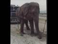 Circus Fun