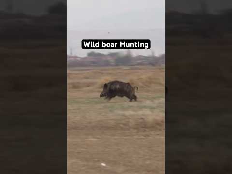 Wild boar Hunting #wildboarhunting #wildboar #hunting