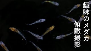 メダカの餌やり動画　#9 (柿色夜桜の子どもたち)