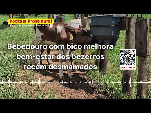 Bebedouro com bico melhora bem estar dos bezerros recém desmamados