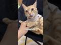 5 Reasons Why Cats Bite You