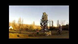 preview picture of video 'Dry-land dog-sledding demo in Clarens'