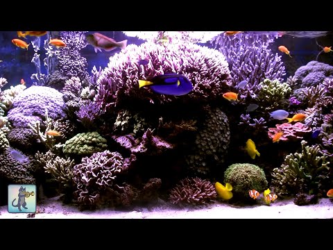 Beautiful & Calming Coral Reef Fish ~ Relaxing Ocean Fish & Aquarium Relax Music