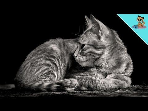Mourning For The Beloved Animal | When Your Cat Dies