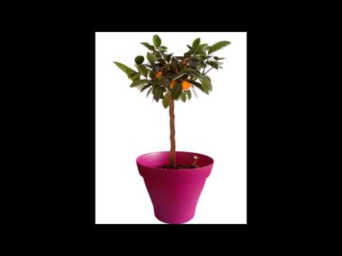 comment soigner la plante zamioculcas