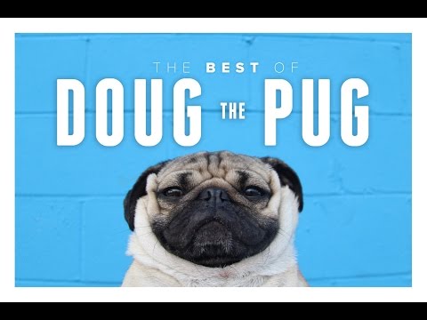 Best of Doug the Pug