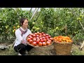Pork stuffed tomatoes recipe, Harvesting tomatoes and ginger to sell, Vàng Hoa