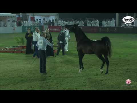N 433 MIGELAD III   10th Arabian Horse Show for local Breeders in Saudi Arabia 2021   Stallions 10+
