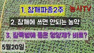 참깨재배-참깨파종2주, 참깨에 쓰면 안되는 농약, 잘록병에 좋은 영양제? 비료? [농사TV]