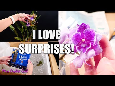 Unboxing Orchid Gifts from You! feat. Big Lip Mini Phalaenopsis 😲