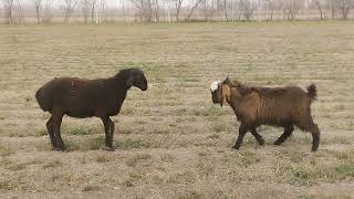 Fight between sheep and goat 😱😱😱😱