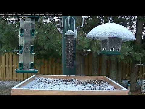 Black-capped Chickadees Pick Sunflower Seeds In Ontario – Oct. 24, 2018