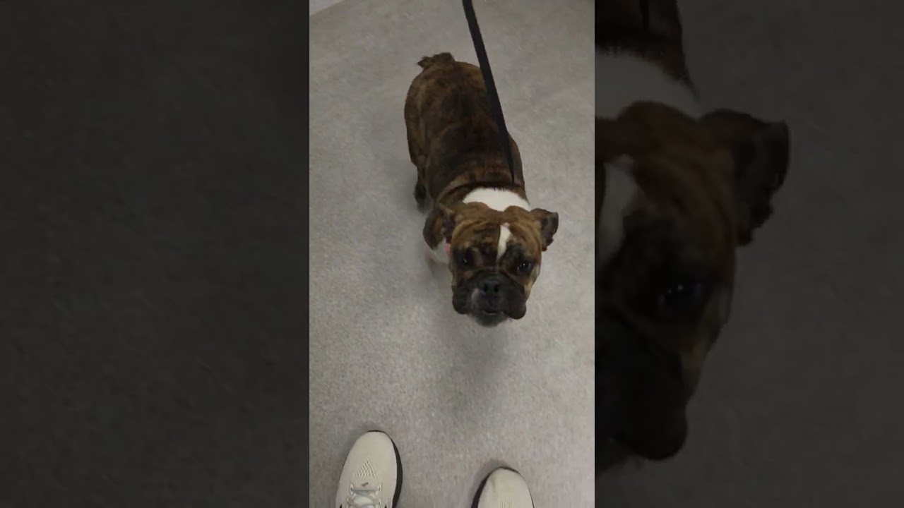 Smore's video