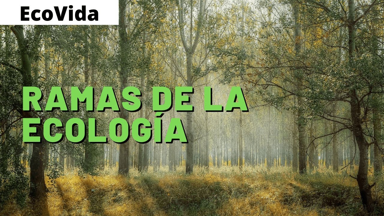 RAMAS de la ECOLOGÍA ✅ (DEFINICION y CAMPO DE ESTUDIO)