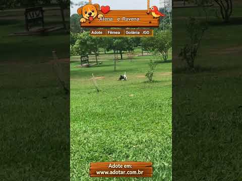 Vídeo de Atena e Ravena 