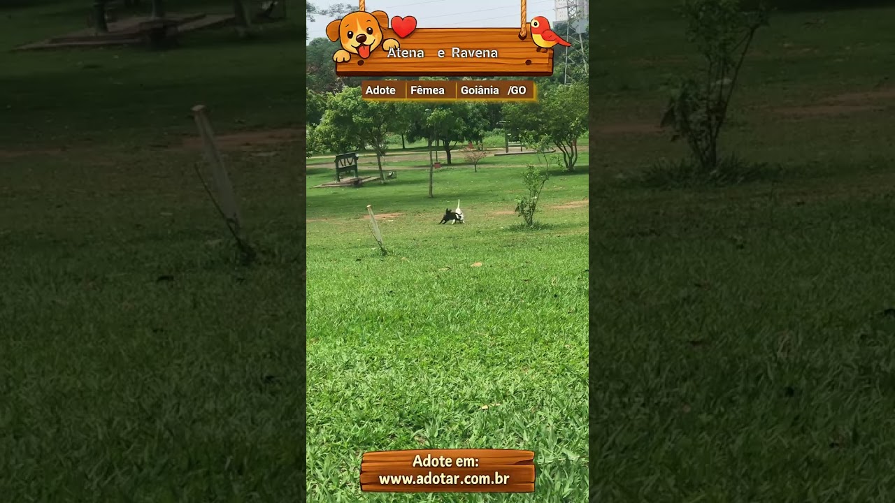 Cachorro raça SRD-ViraLata idade 5 anos nome Atena e Ravena 