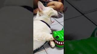 🤣 100%笑える！最高におもしろい猫動画！🐈😹パート 3 #catmemes #cutecats #かわいい猫