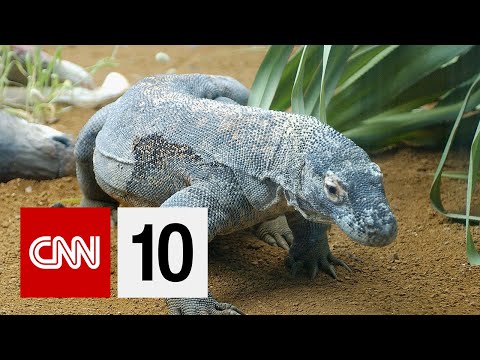 コモド島が閉鎖される可能性がある理由｜2019年4月4日 (Why Komodo Island Could Be Shut Down | April 4, 2019)