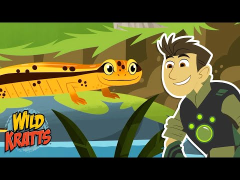 Race to Find the Most Salamanders | Animals for Kids | Season 7 | Wild Kratts