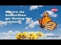 Where do butterflies go during the winter? 