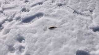 lulea sweden, לוליאו שוודיה