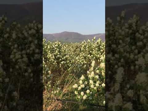 Prima cultură de afin canadian soiul Ruben din România - perioada de înflorit Aprilie 2020