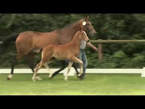 Hf v Bon Bravour x Santander x Rubinstein