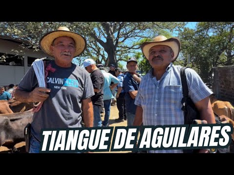 COMPRAMOS VACAS EN EL TIANGUE MUNICIPAL DE AGUILARES #elsalvador #ganadería 