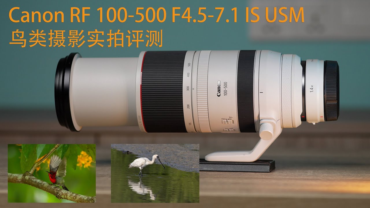 Canon RF 100-500 鸟类摄影实拍评测