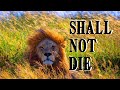 CH5 Nature Documentary Serengeti Safari Serengeti Has Not Died 1997