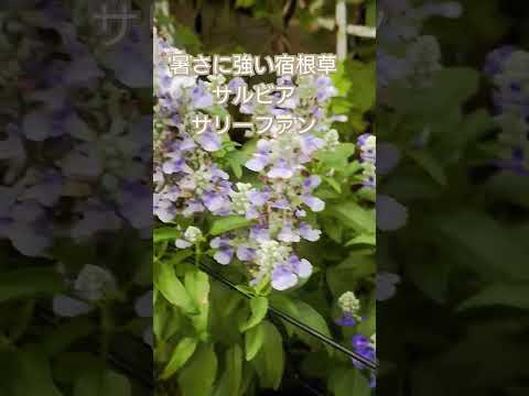 必須の青い花の咲く低木トップ 3 + 植え方と手入れの説明書  庭園