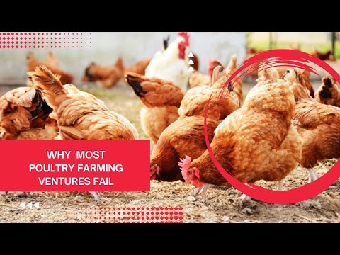, title : 'why poultry ventures fail | poultry farming business plan | Broiler chicken farming'