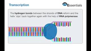 Essentials Video Animation - DNA Transcription