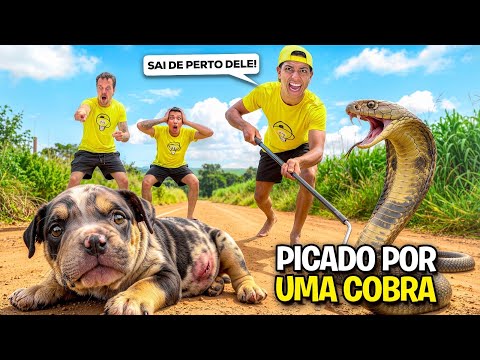 MEU CACHORRINHO FOI PICADO POR UMA COBRA *O Tropão está bem ?