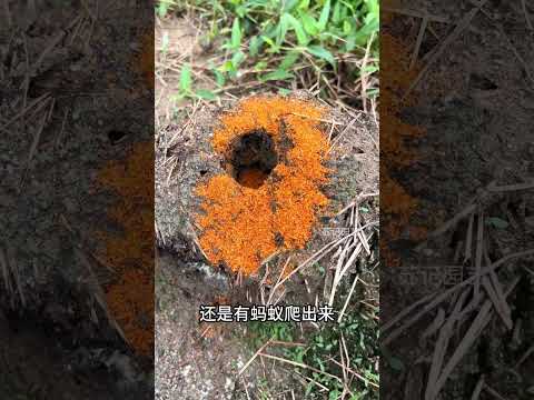 螞蟻窩里撒辣椒粉會怎樣？#螞蟻 #紅火蟻
