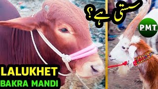 Olx Karachi Kabootar