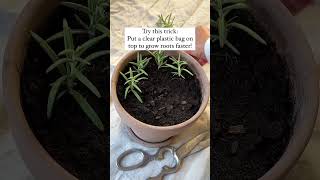 Download lagu Grow Rosemary from cuttings by covering them with a clear plastic bag for humidity! #rosemary #herbs mp3