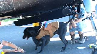 preview picture of video 'Rodeo Dog Rider at  Airport'