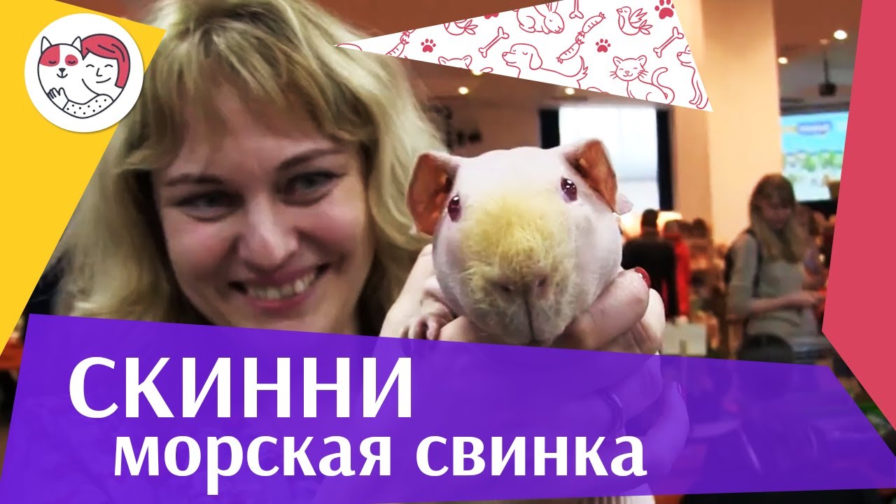 Морская свинка Скинни на ilikepet
