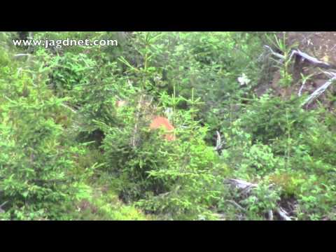 Rehbrunft - Blattzeit