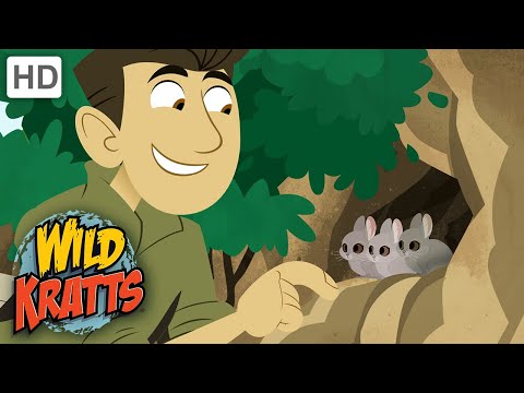 Wild Kratts | Difference Between Rabbits & Hares |Animals