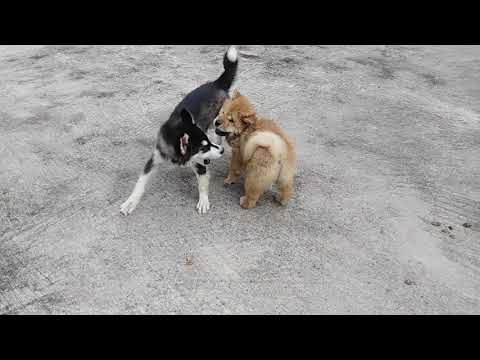 Chow Chow Dog play with Syberian Huskey