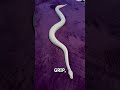 Did You Know Snakes Can T Move Without Friction Tim Mitchell Exotics Via ViralHog