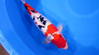 video van Sanke SA-V24-10218