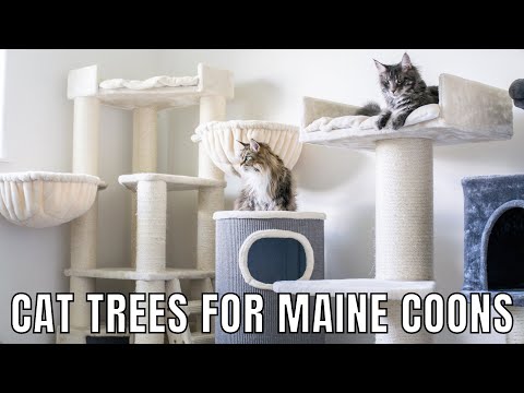 Cat Trees for Maine Coons | 5 Things to Look for