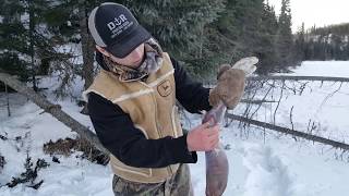 How to clean a snowshoe hare