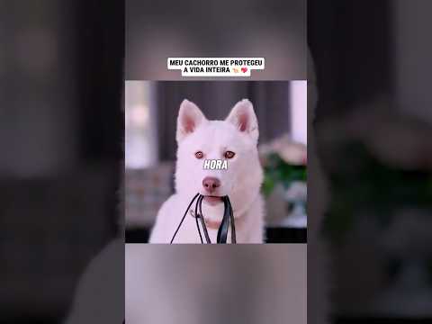 Meu cachorrinho salvou minha vida