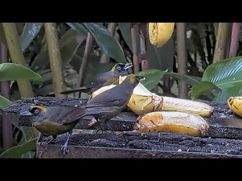Dusky-faced Tanagers Swarm the Panama Feeders | June 19, 2023