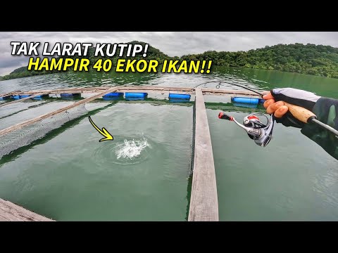 STRIKE BERTUBI TUBI! GASAK Hampir 40 Ekor Ikan!!