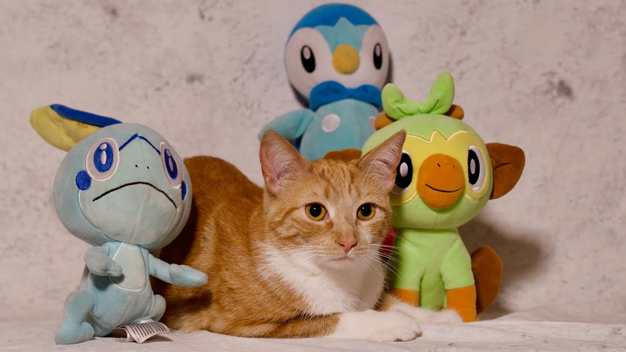 Enlarge Saffron, an adopted Domestic Short Hair in Riverside, CA video 6/6